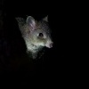 Klokanek Gaimarduv - Bettongia gaimardi - Eastern Bettong 4661